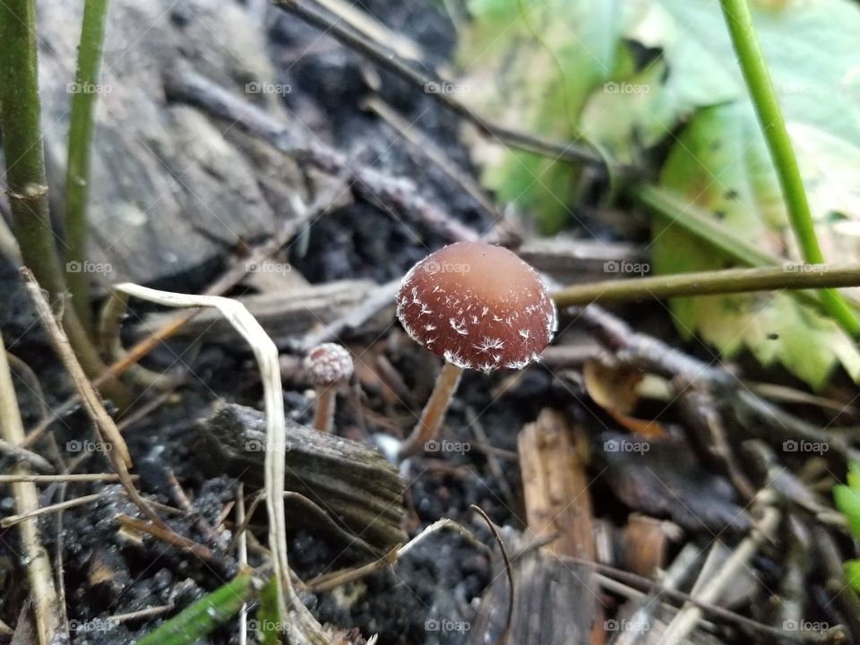 A very small mushroom growing in forest duff, surrounded by small plants.