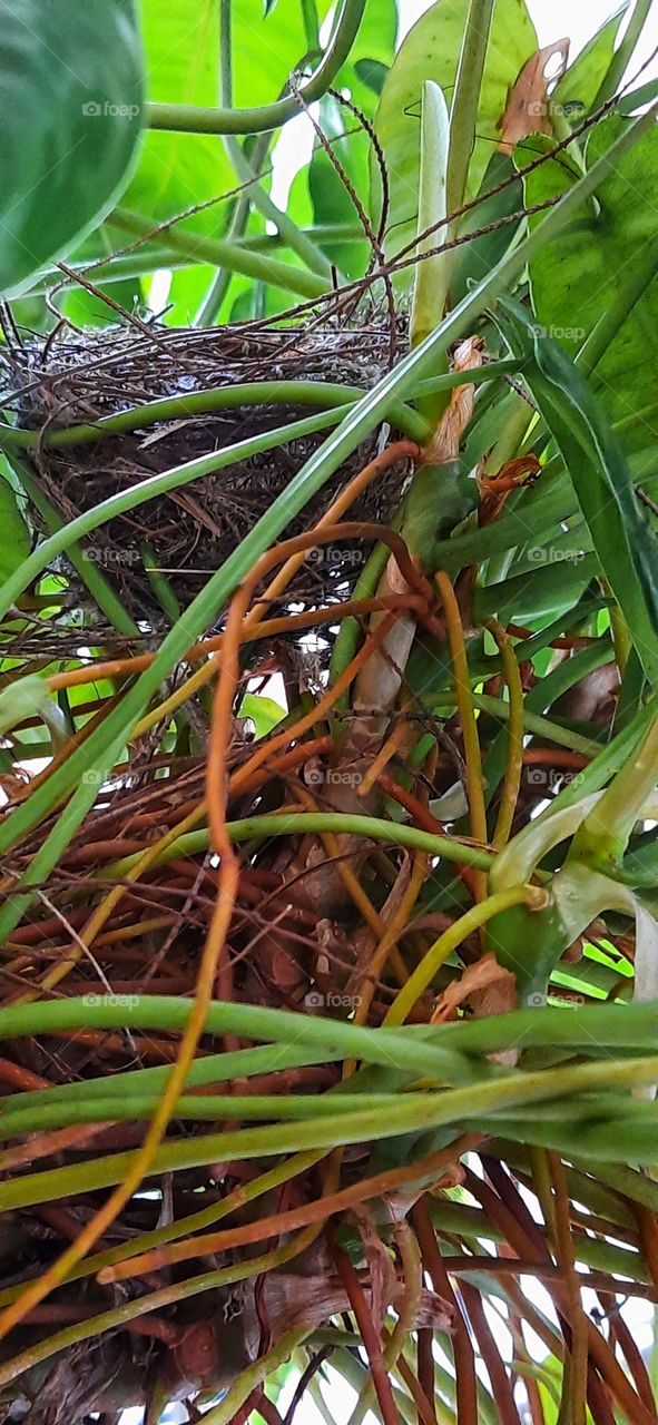 Bird nest of Madras bulbul