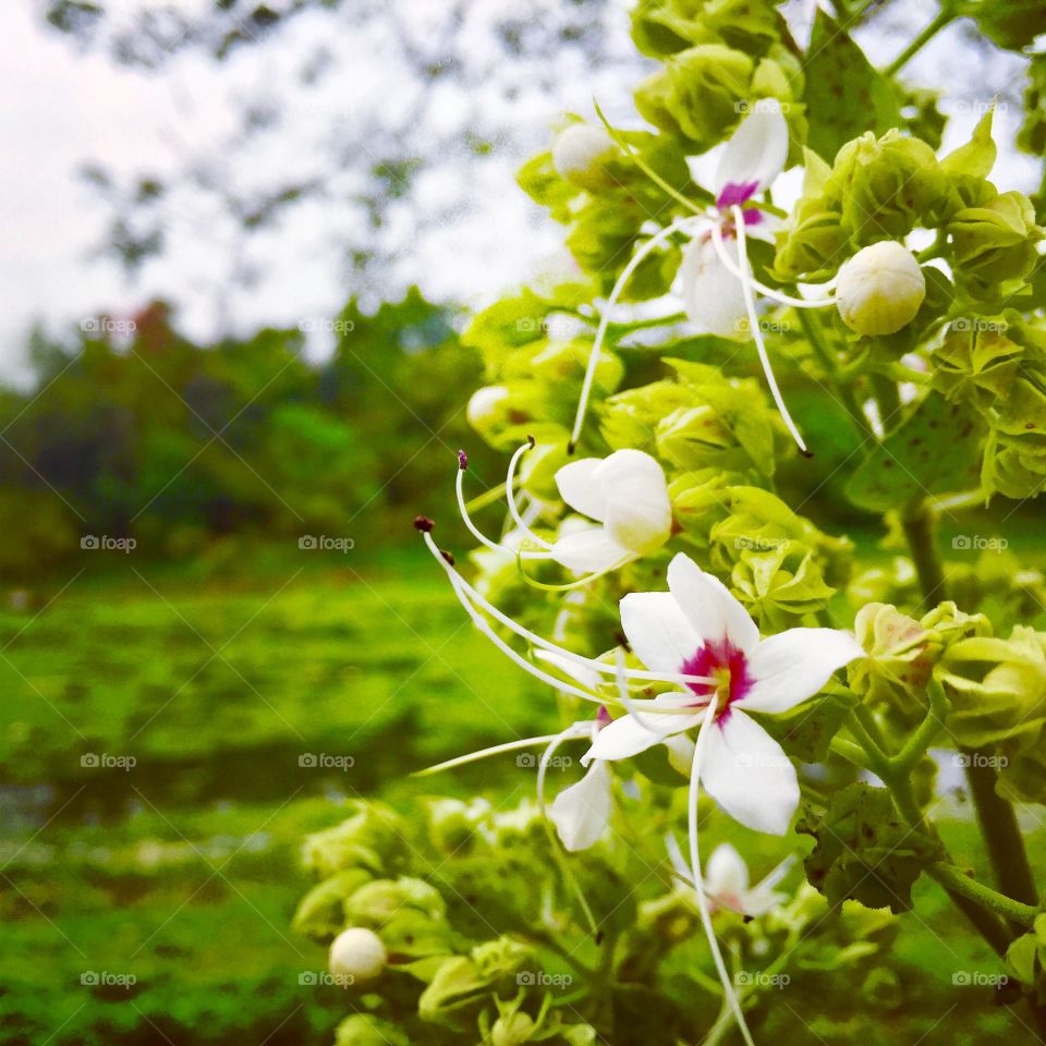 White flower with green background 