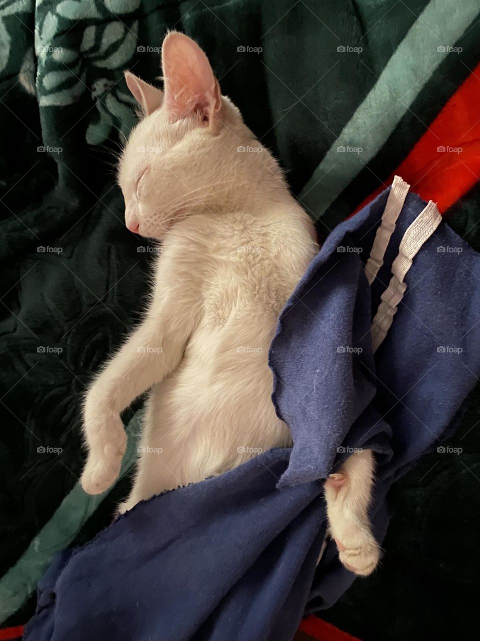 A cat is sleeping peacefully 