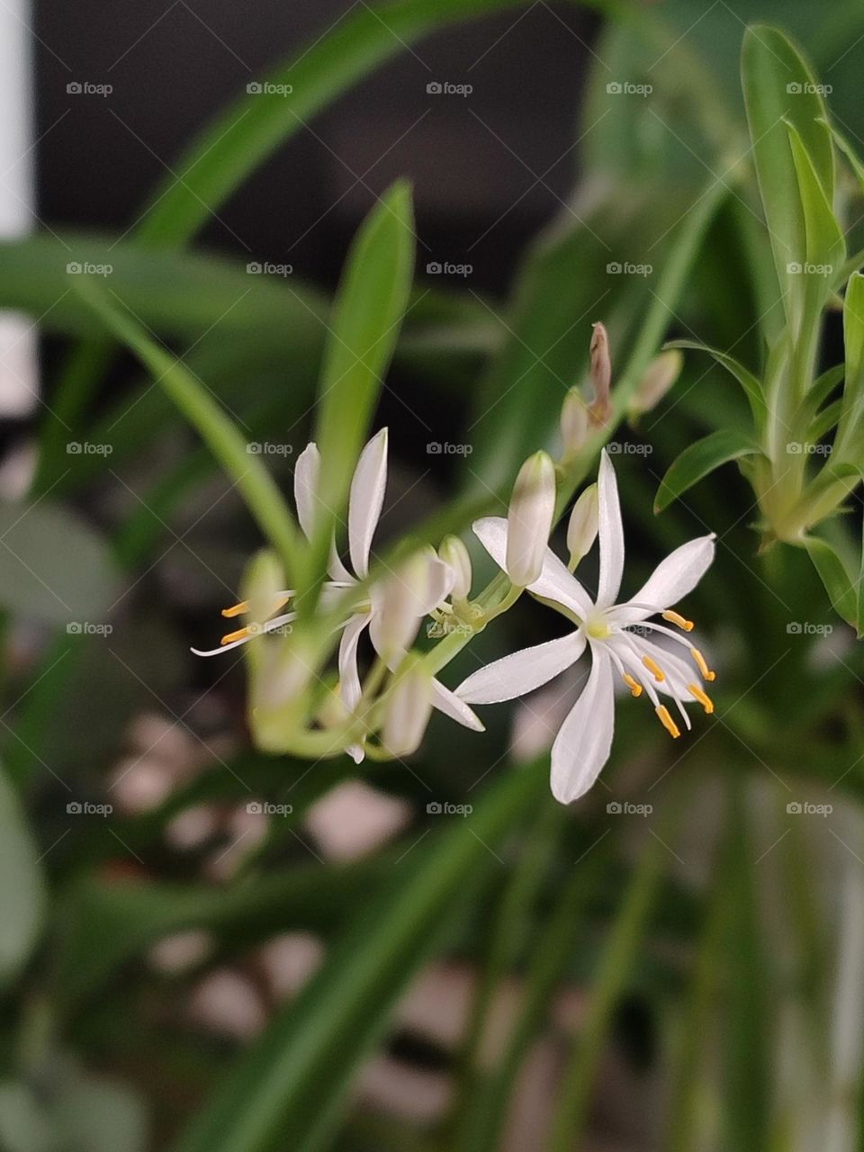 chlorophytum flower