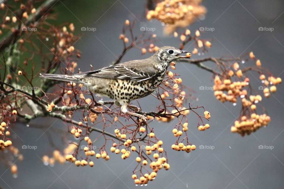 thrush on rowan, as always hungry, model without diet 😂