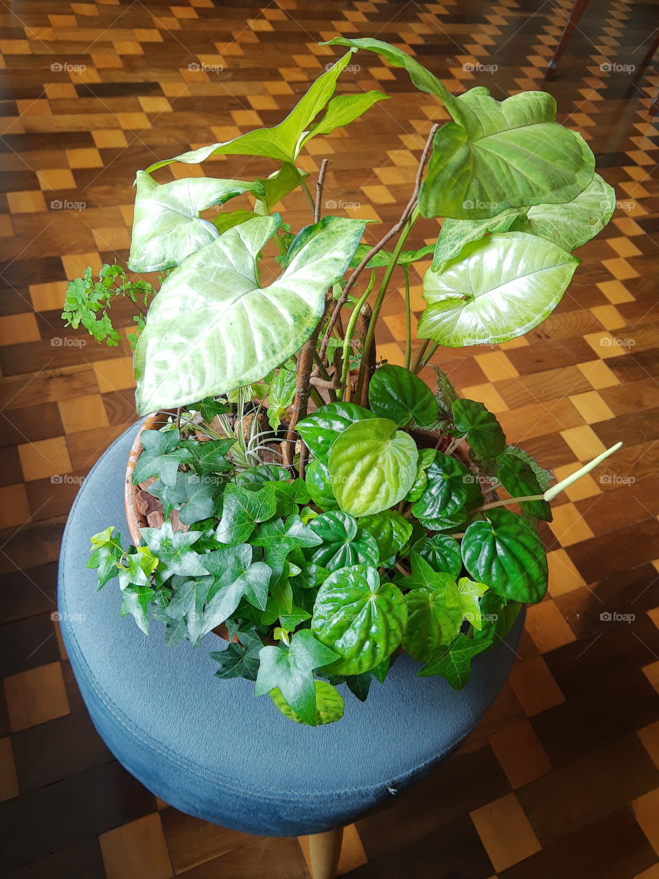 mini tropical forest