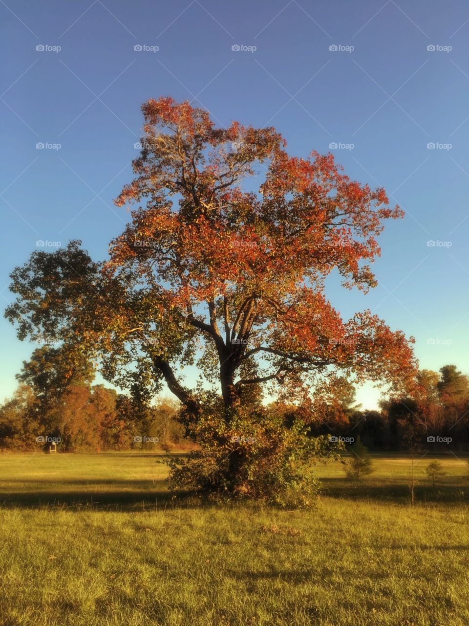 Tree, Landscape, Fall, No Person, Nature