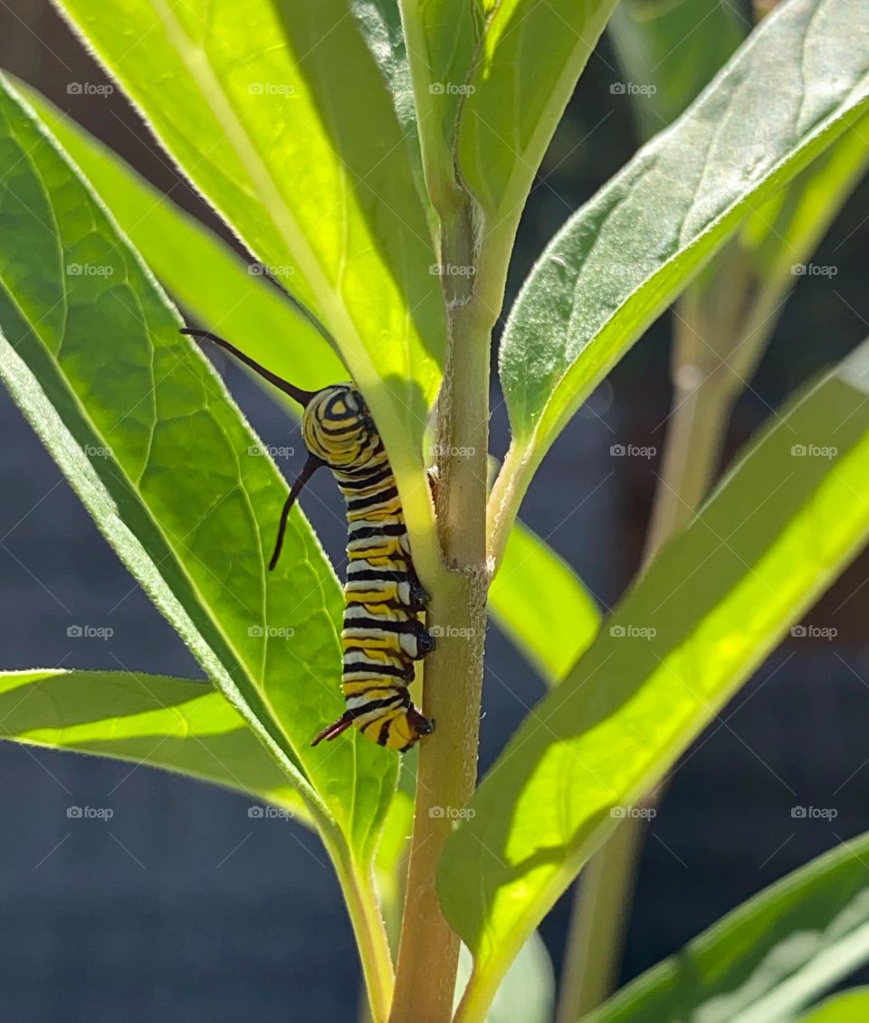 Monarch caterpillar 