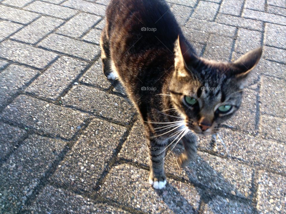 Green eyed cat. Seen at warehouse terrain