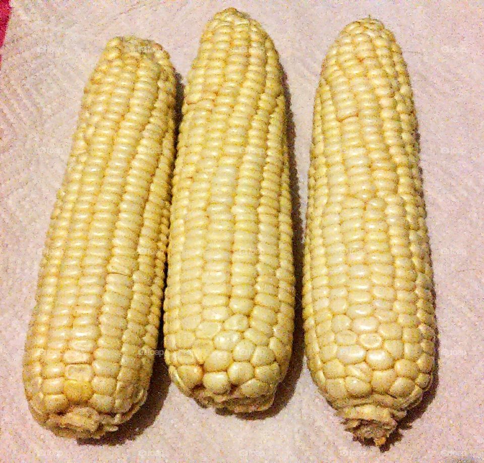 Fresh maize on the cob, sweet white variety