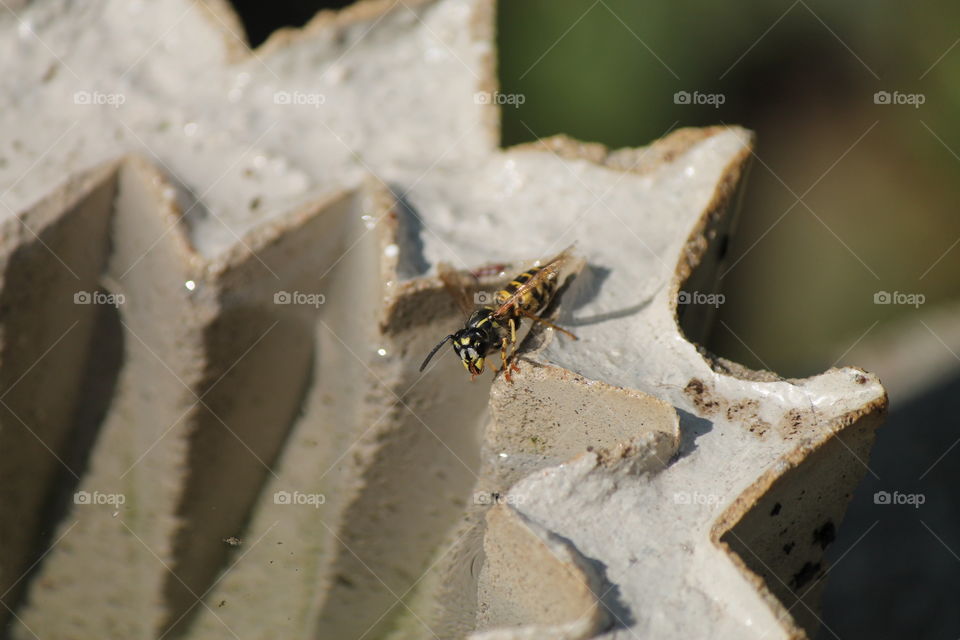 Wasp drink Water