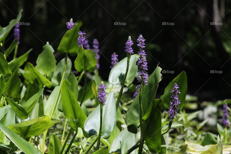 River Flowers