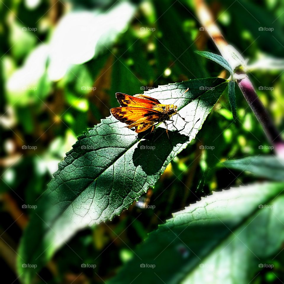 green leaves