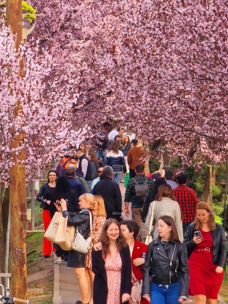 the colors of spring from Timisoara