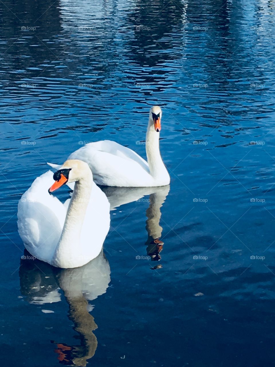 Swan Like A Boss