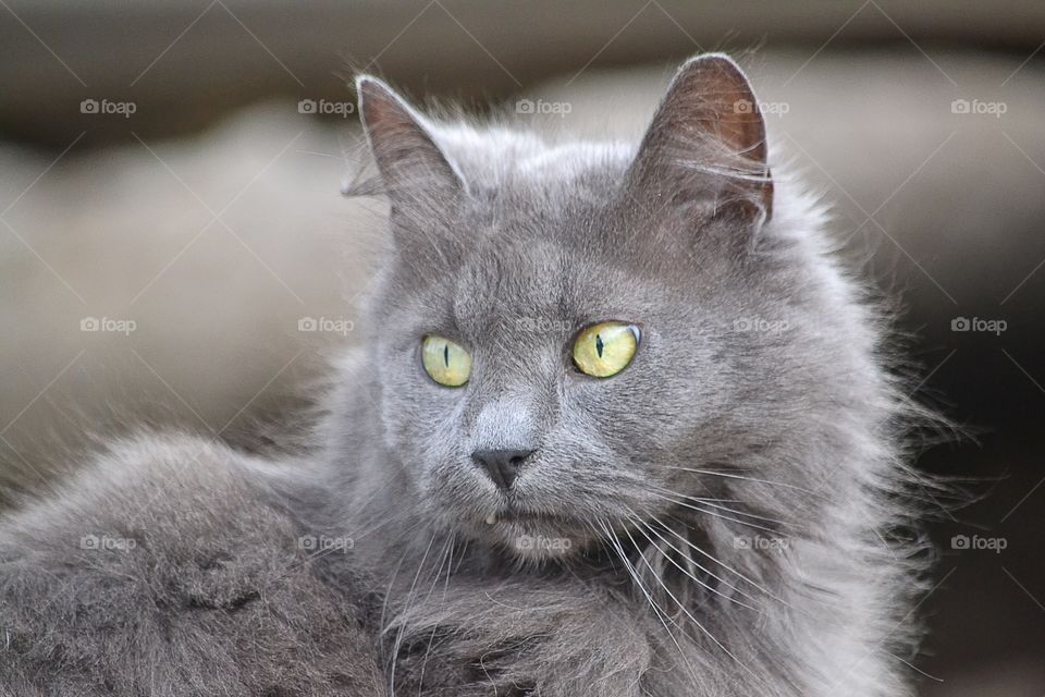 Close-up of a cat