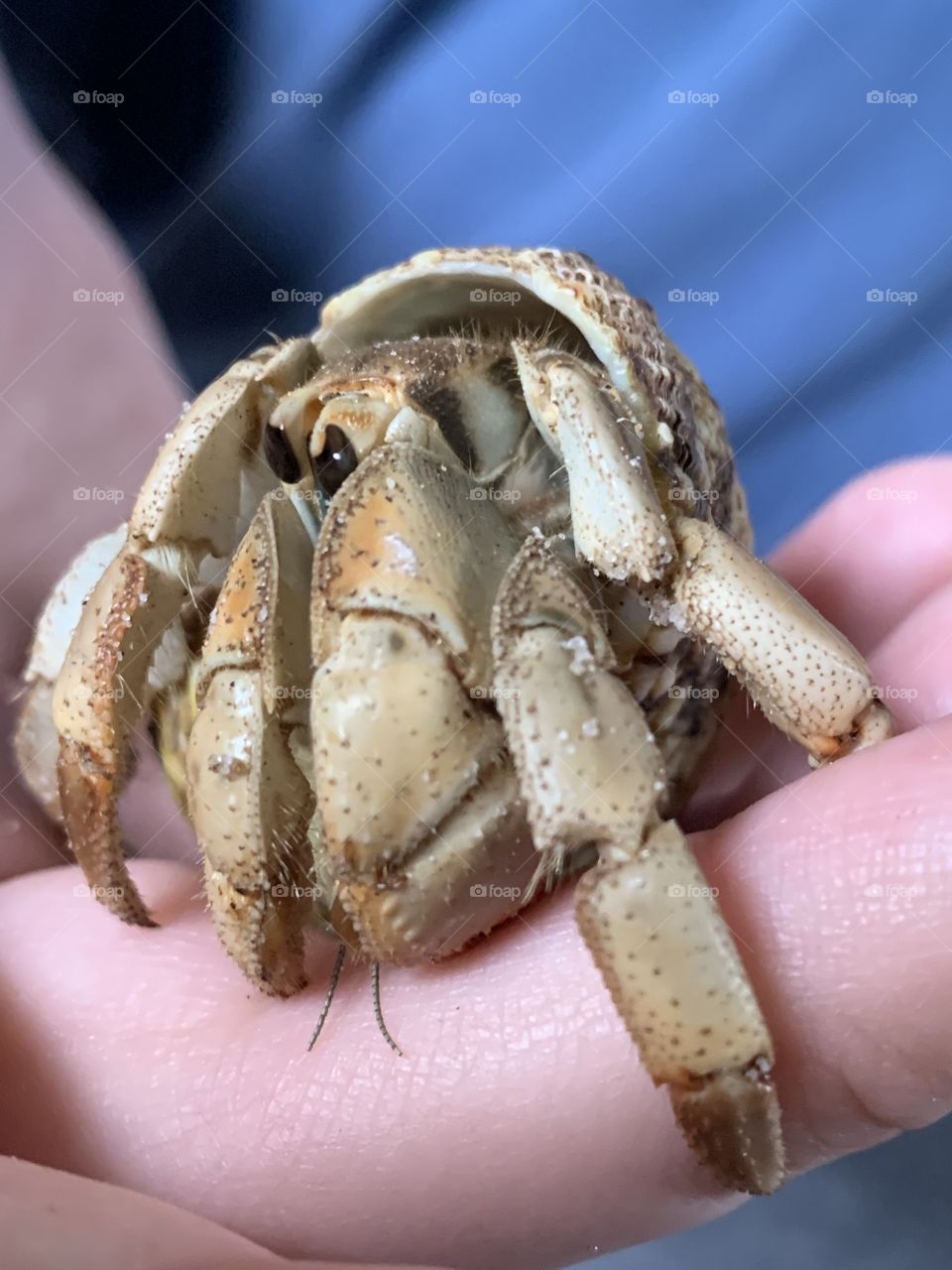 This is a unique pet, known as an Ecuadorian hermit crab. He’s a cute little guy with a big pincher. 