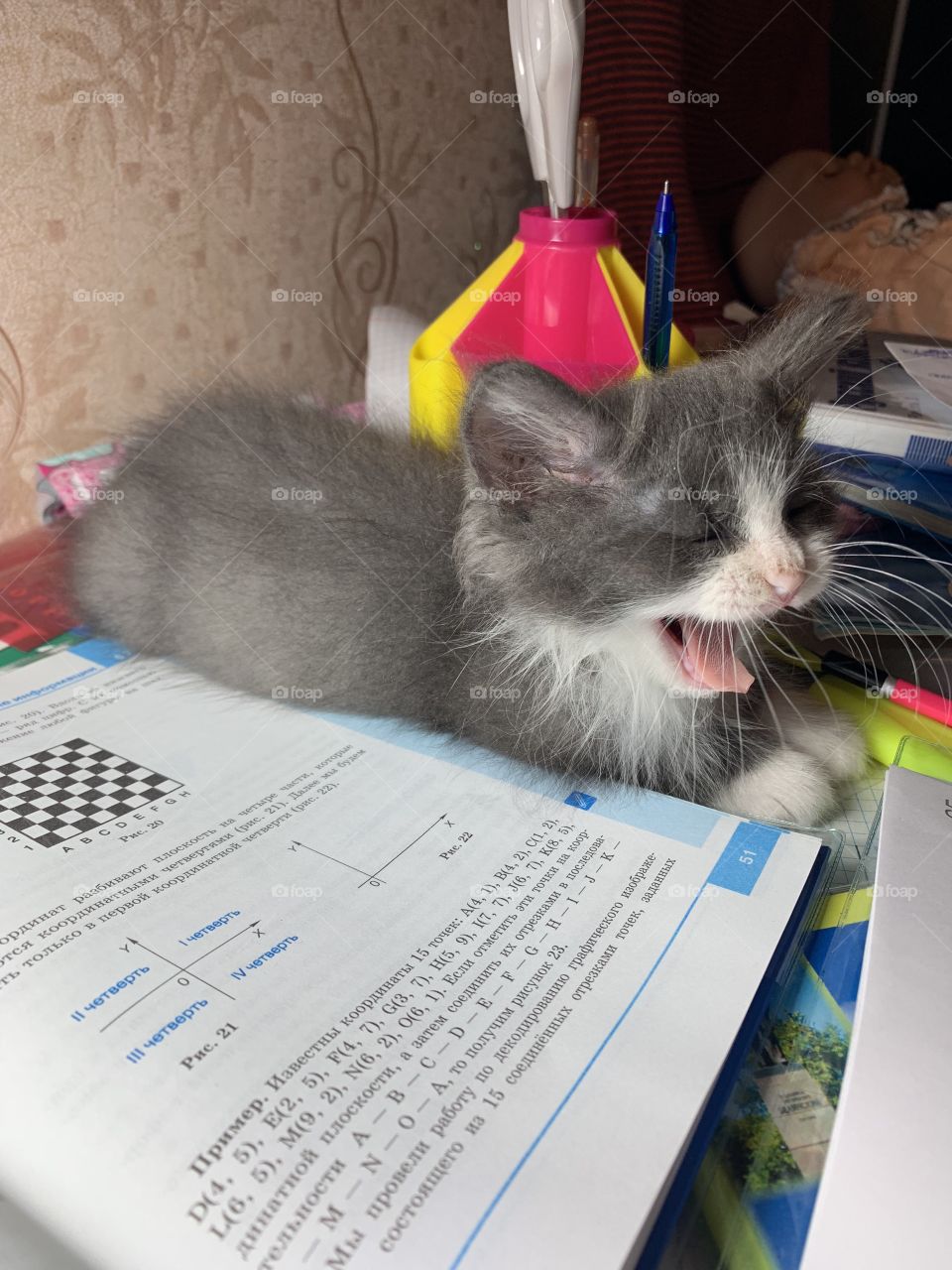 little cute cat yawns over a textbook. Tired cat yawning 