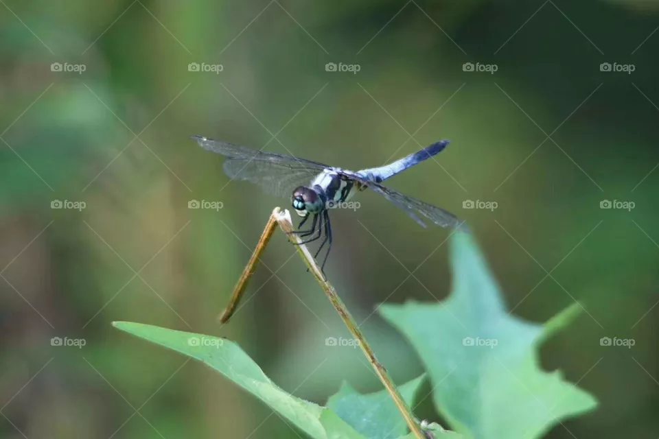 Dragonfly