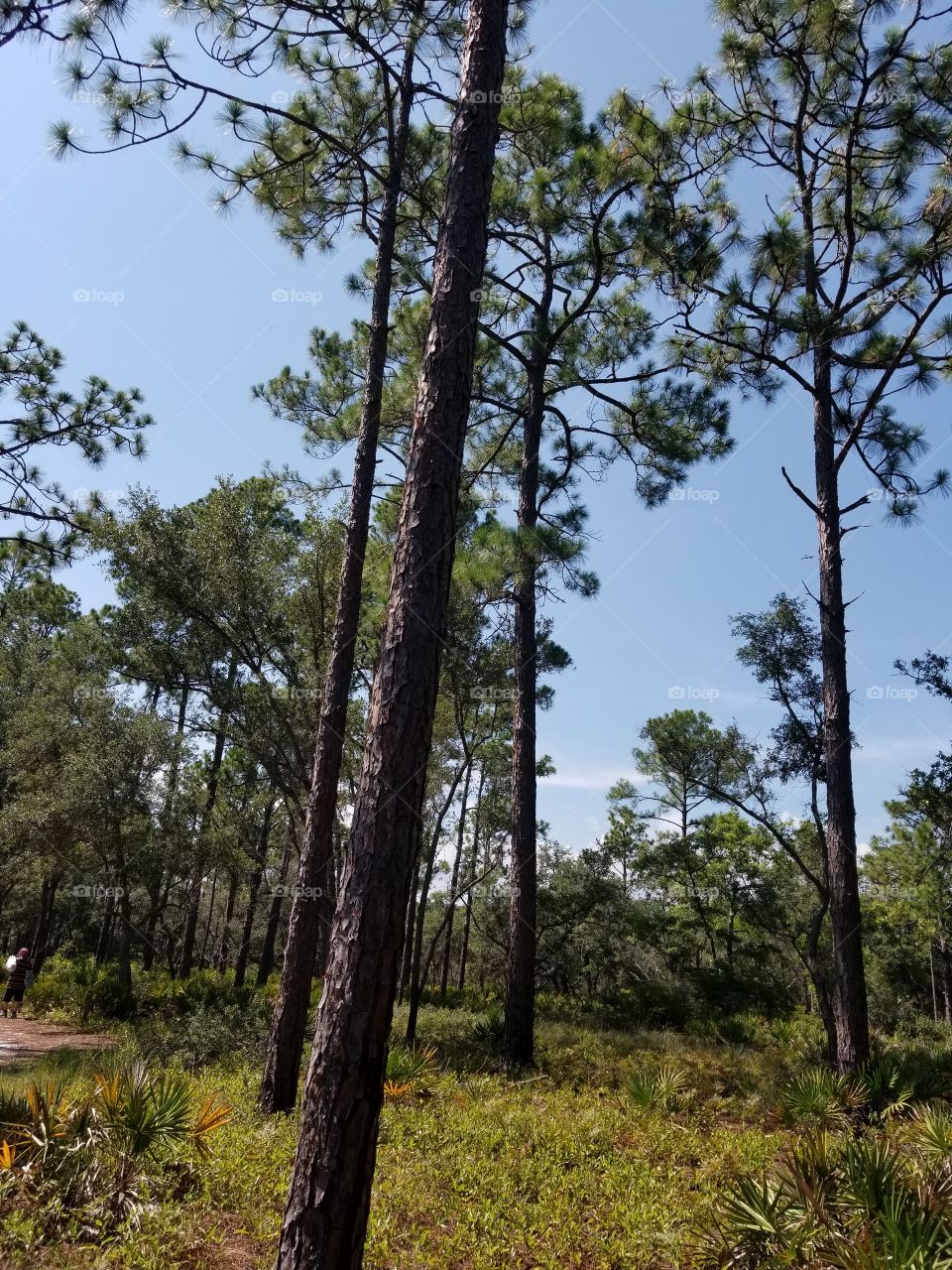 Florida.  PINE TREES