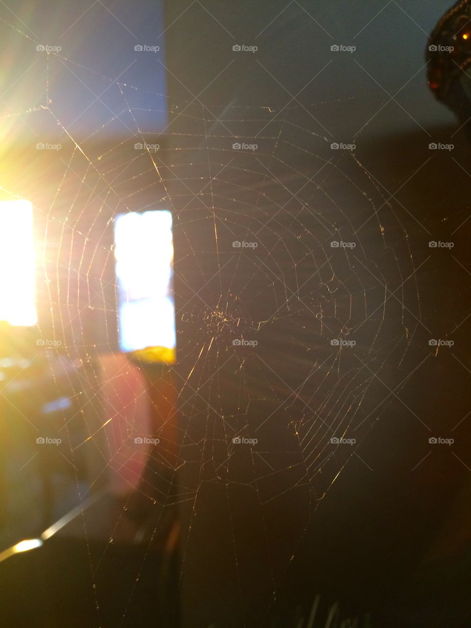 Spider Web