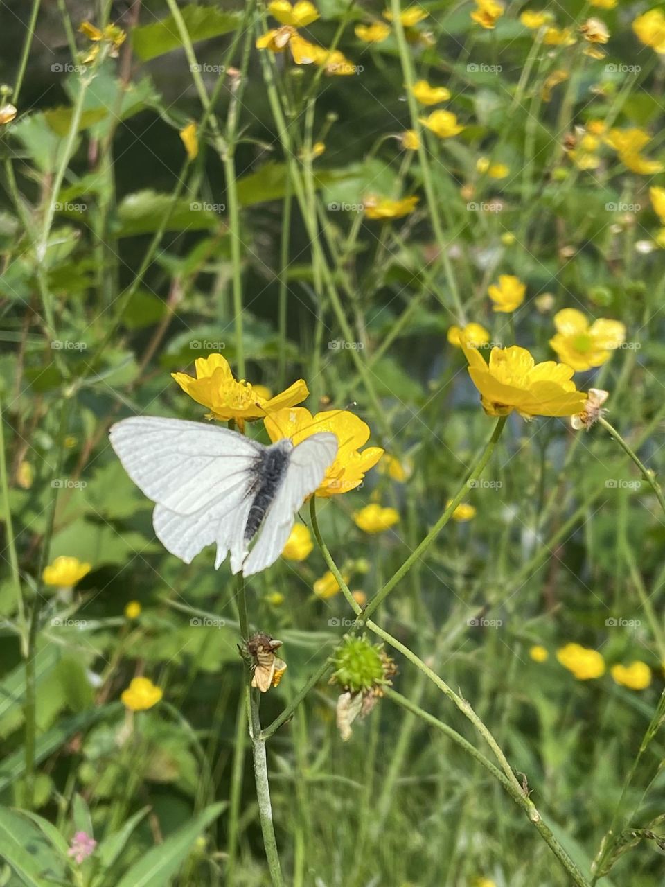 A white butterfly frolicking around yellow springtime flowers.