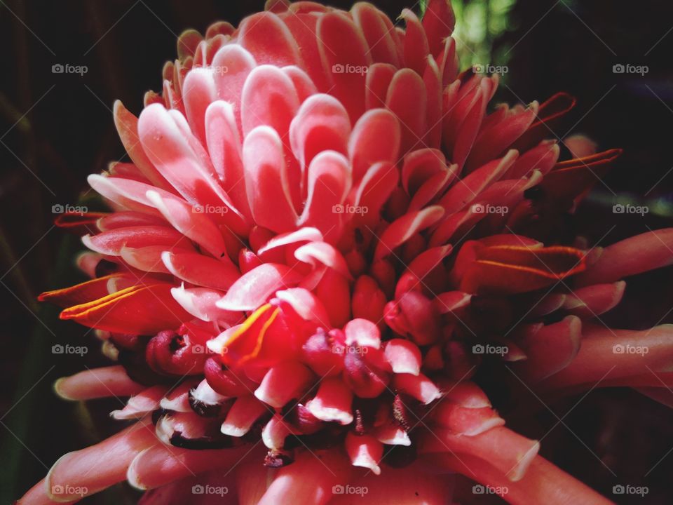 Torch Ginger​ tropical​ plant​