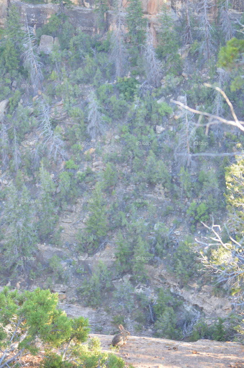 bunny on a cliff