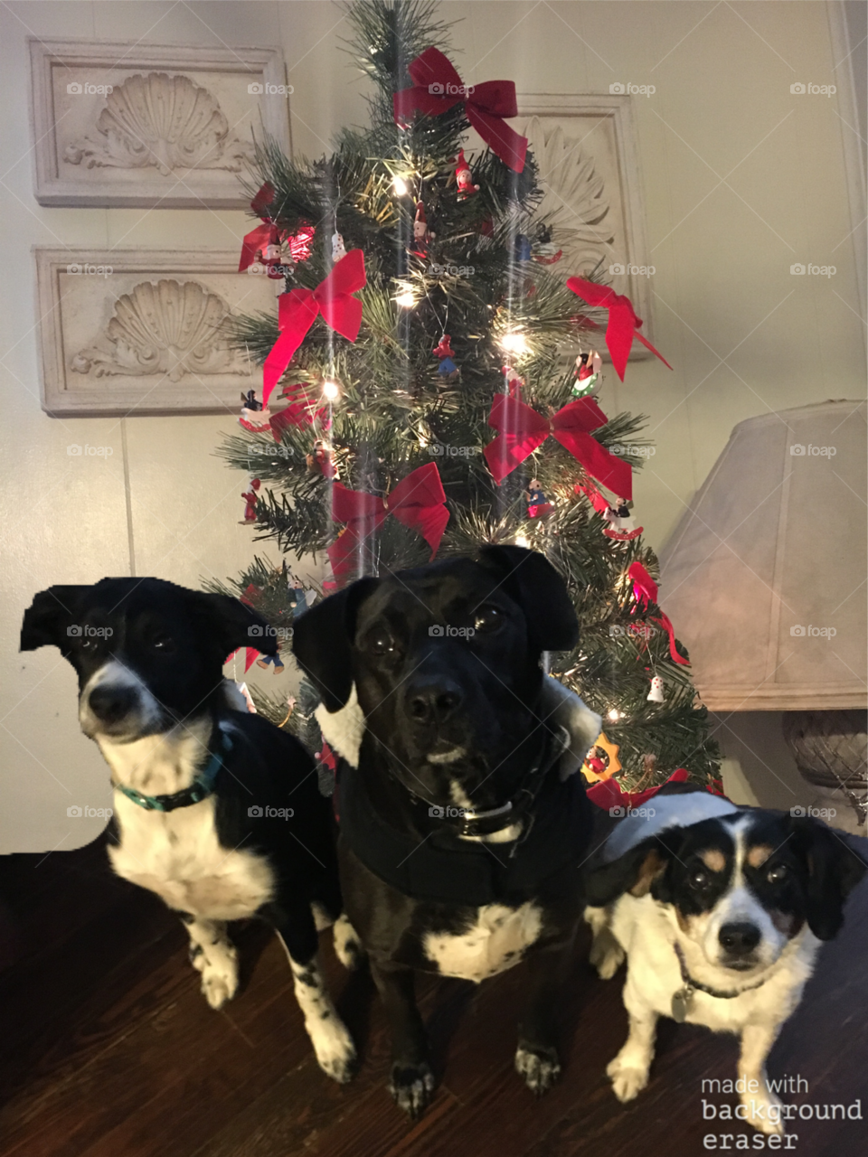 Three dogs (hope, kayla, bandit) sitting infront of christmas tree 