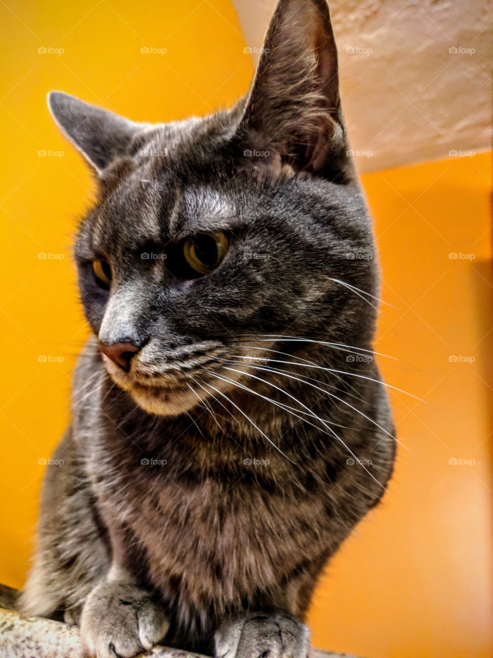 Thinking Cat In Orange Room