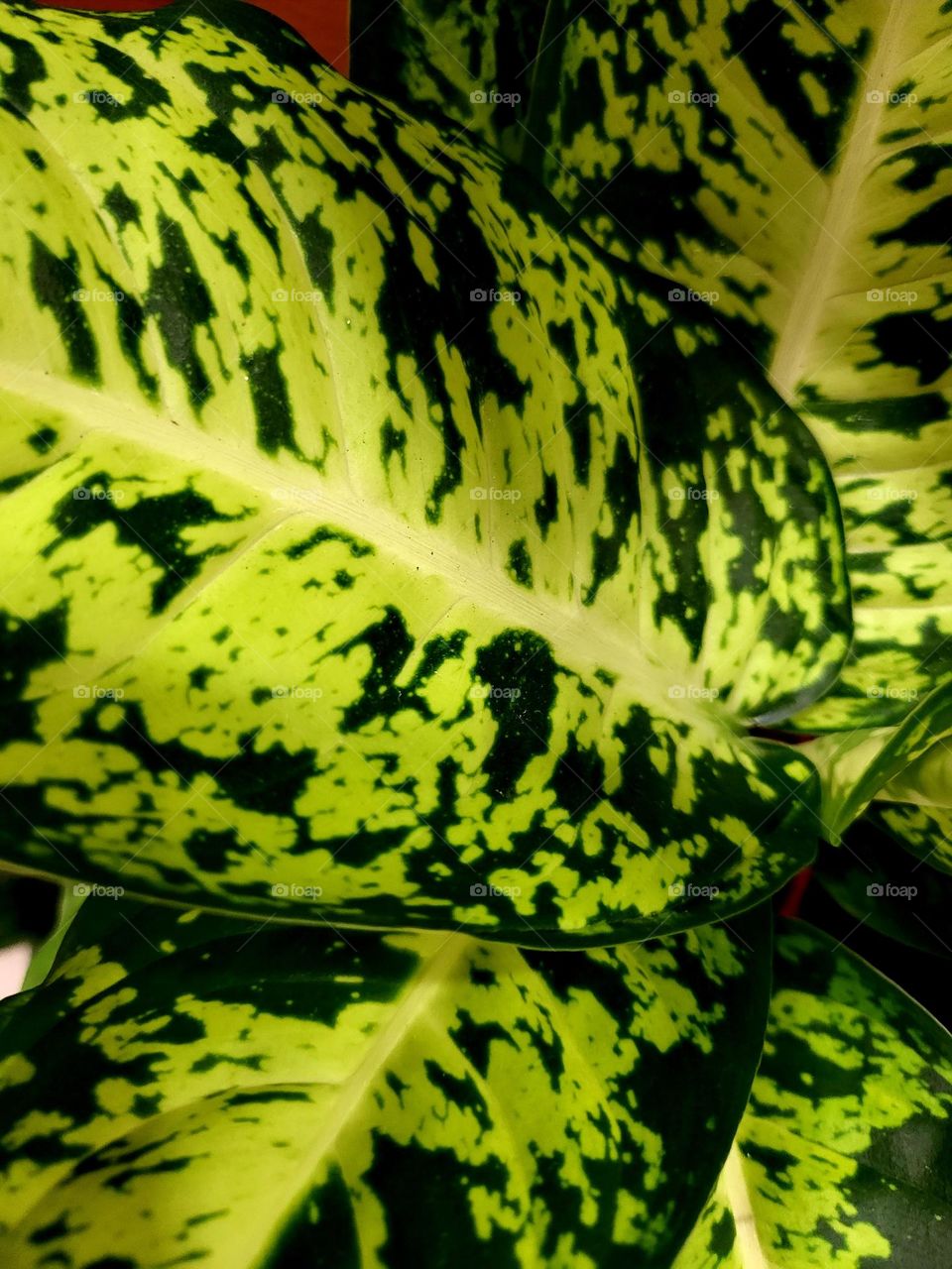 Attractively colored, patterned leaves