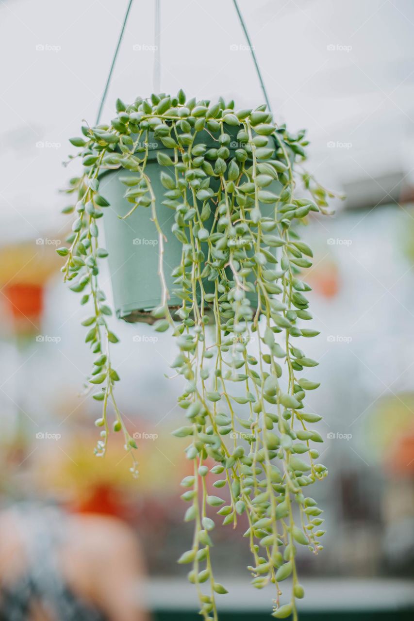 Plant hanging 