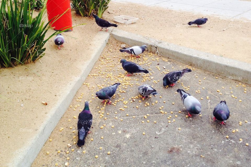 Birds Feast