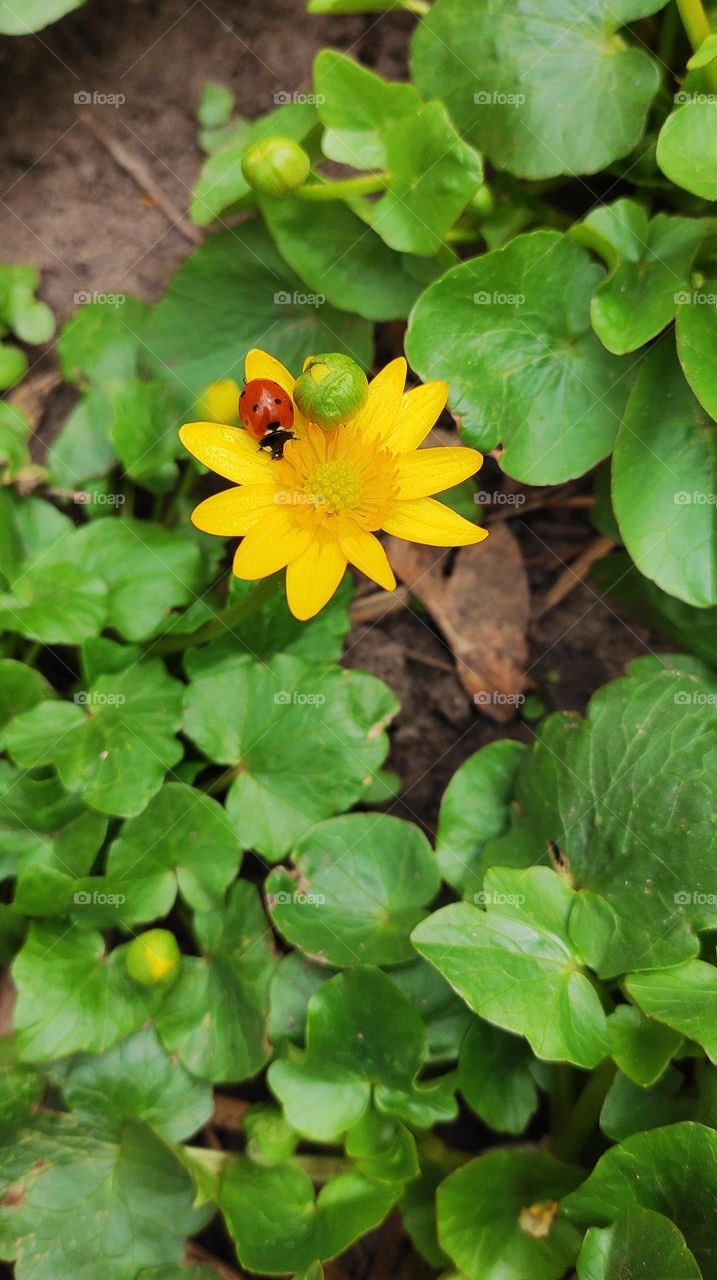 Mobile series plants