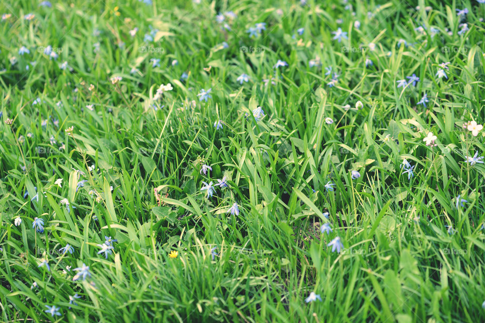 scilla flowers in a grassfield. natural background