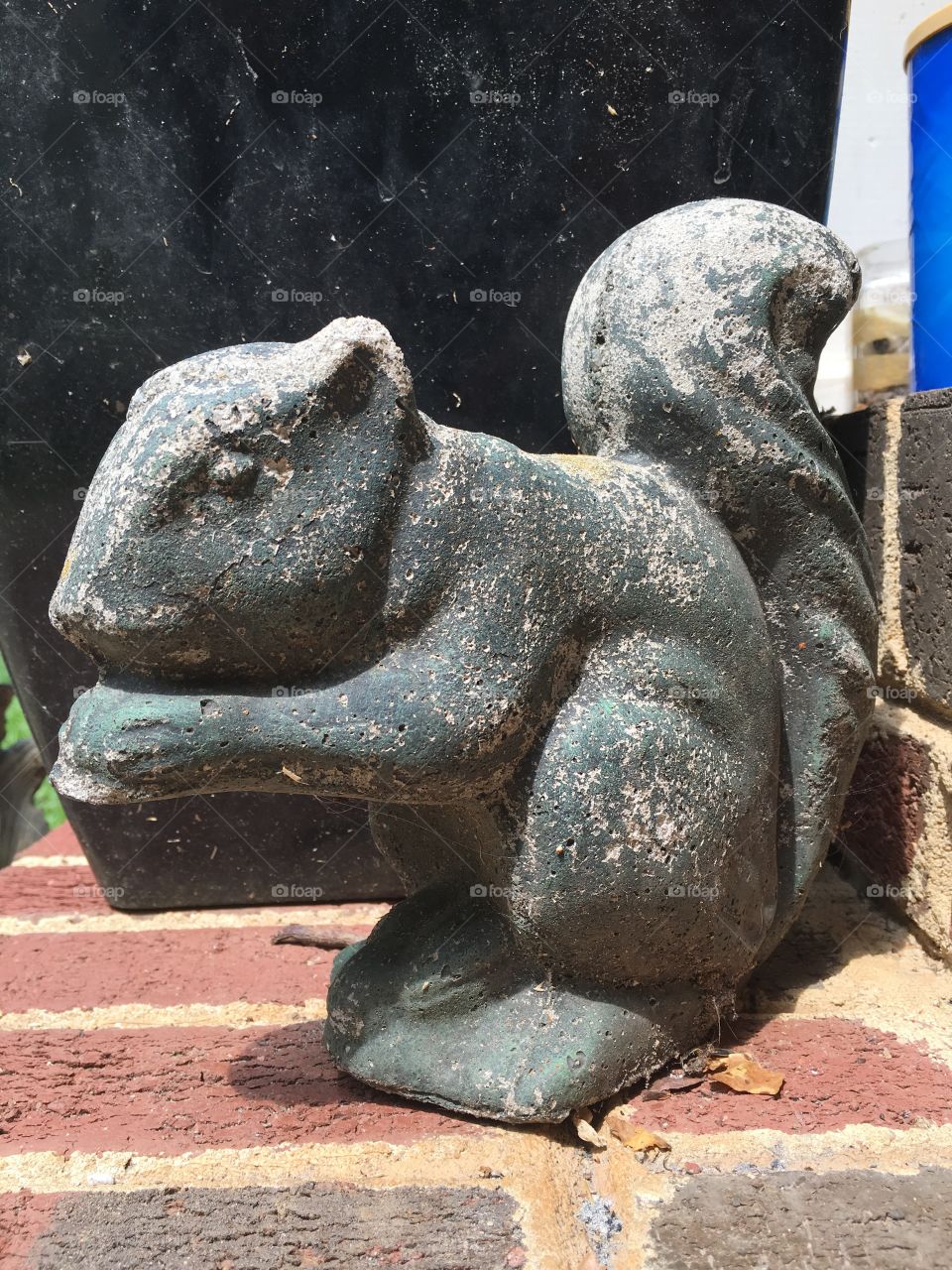 Stone squirrel