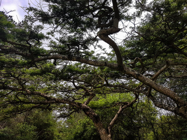 tree top cover