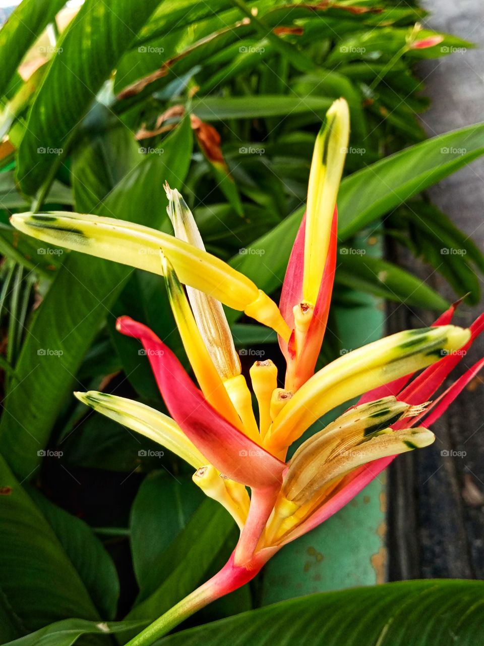 Beautyful Flower in The Garden