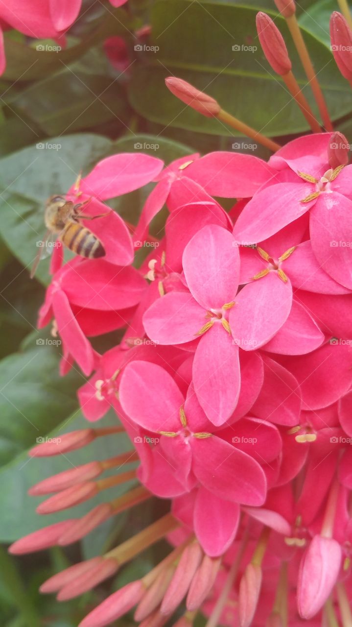 Ever Blooming Ixora with Bee