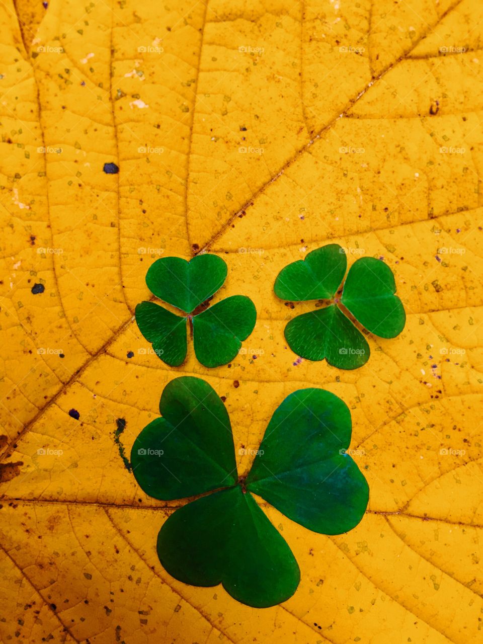 Leaf, Desktop, Fall, Flora, Texture