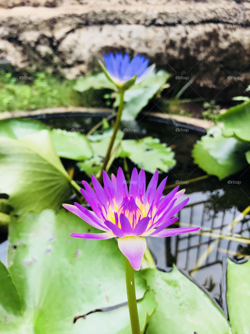 Pink and blue lotus in my garden 