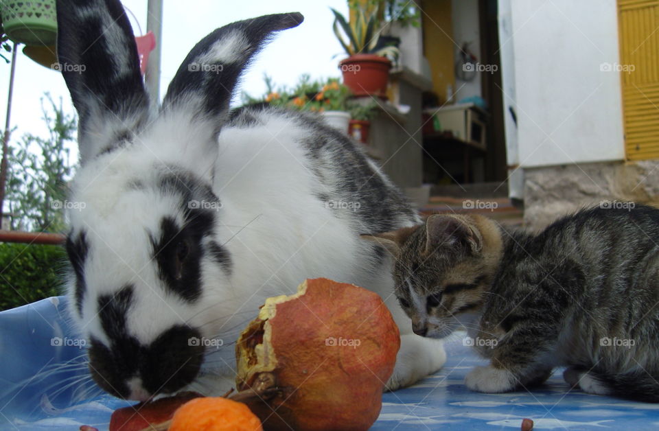 A cute bunny eating pomegranate