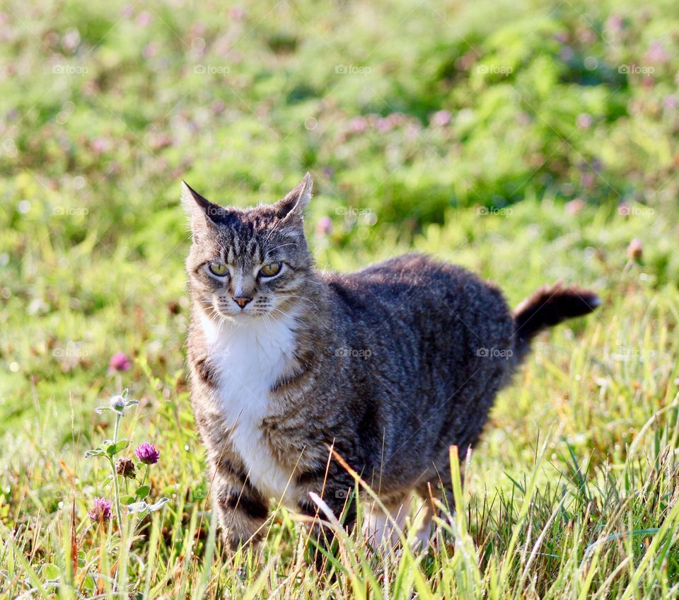 Summer Pets - grey tabby exploring in a meadow on a sunny day