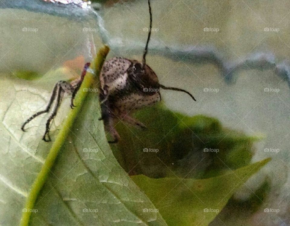 Closeup of a Beetle!