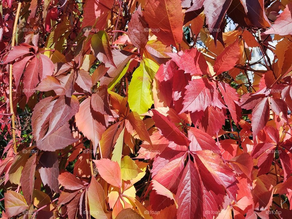 red and green ivy leaves during autumn