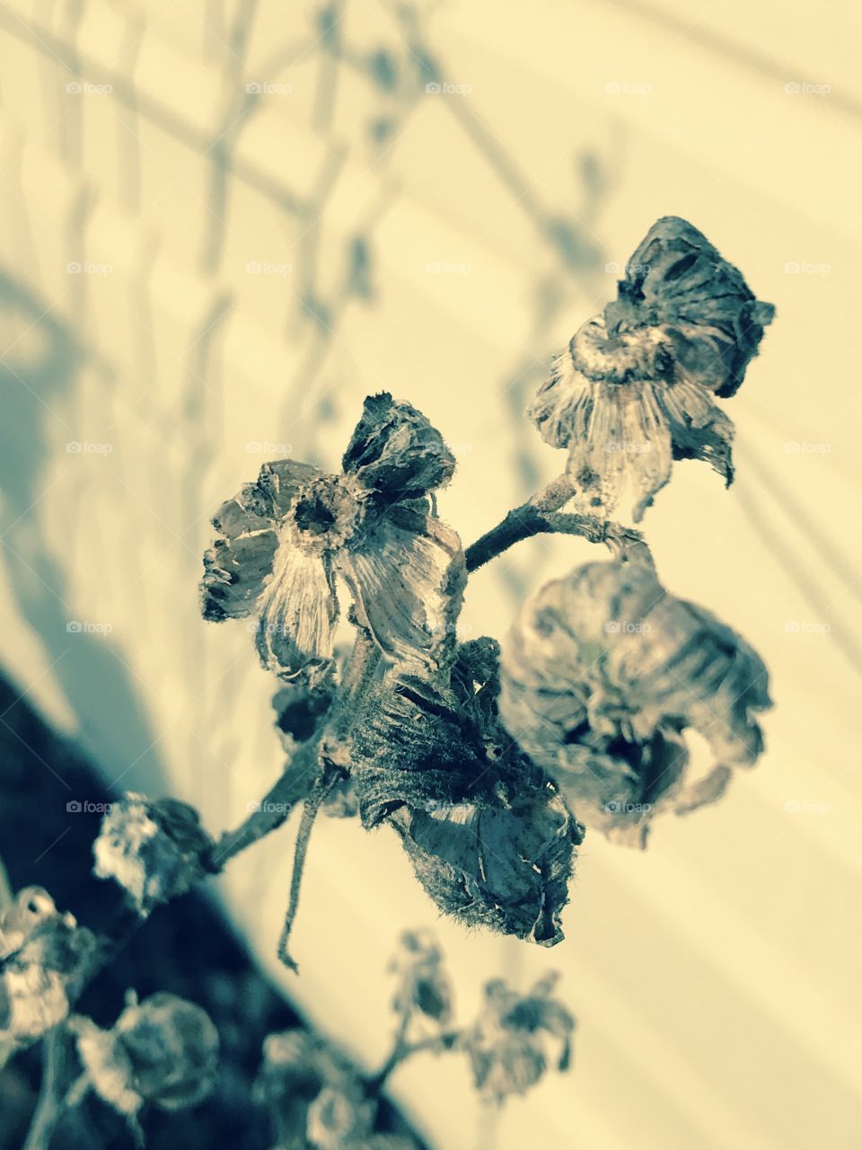 Monochrome dried flowers