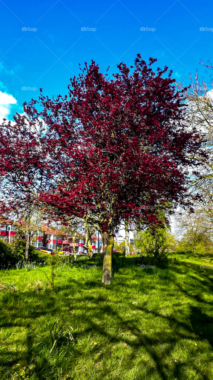 beautiful tree and garden