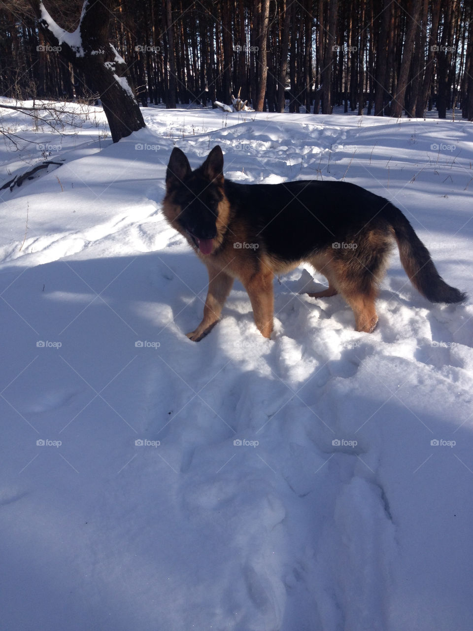 Young shepherd playing on the snow 