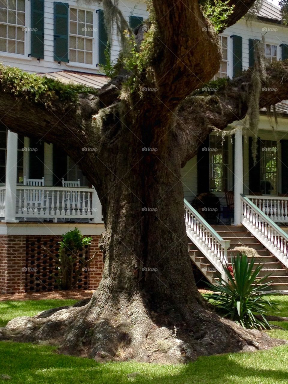 Majestic oak. Drive thru Rockville 
