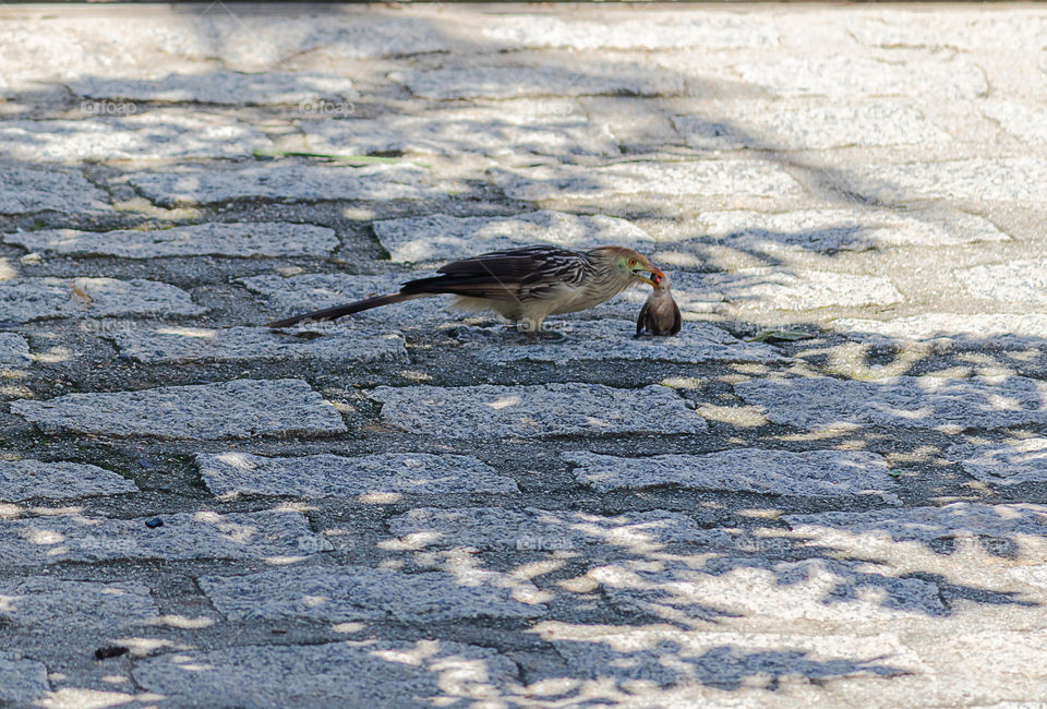 Predatory bird abates small bird