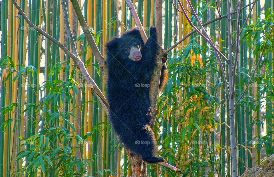 Bear in a tree. 