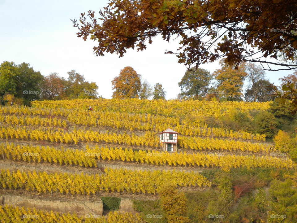 Weinberg
Herbstfärbung
Wine