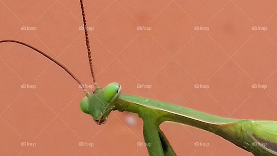 The praying mantis looks at you from the screen and greets you.